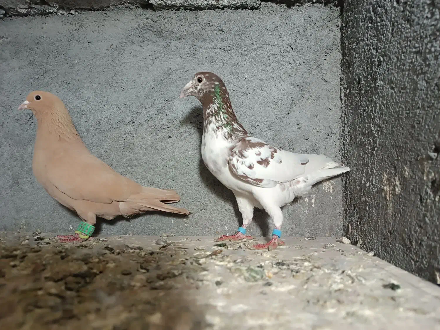 کبوتر|پرنده|تربتحیدریه, پائین ولایت|دیوار