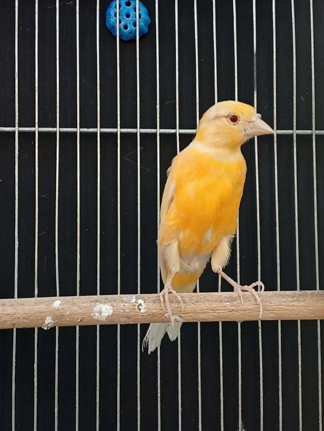 قناری موزاییکی اورجینال و طلایی چشم قرمز|پرنده|شیراز, صاحب الزمان|دیوار