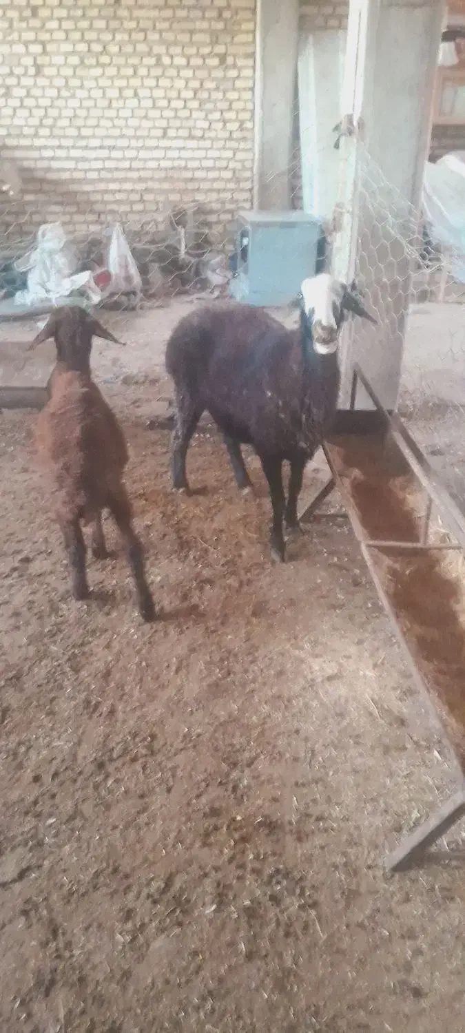 گوسفند قصر چاق|حیوانات مزرعه|خان ببین, |دیوار