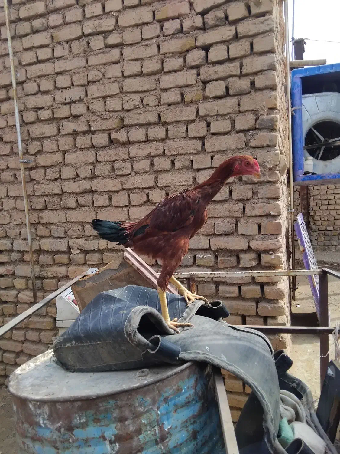 جوجه مرغ و خروس لاری ۶ماه|حیوانات مزرعه|تربت جام, میان جام|دیوار