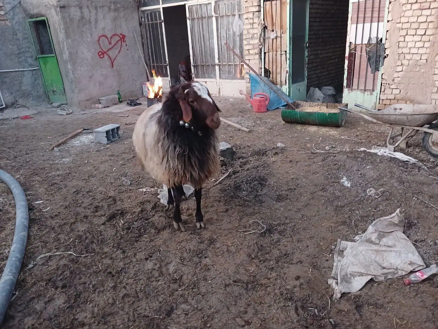 قوچ|حیوانات مزرعه|فلاورجان, |دیوار