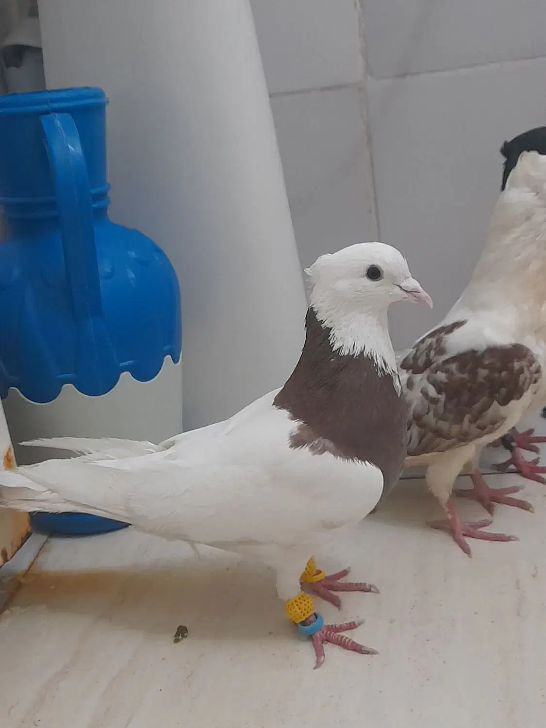 کبوتر|حیوانات|شوشتر, |دیوار