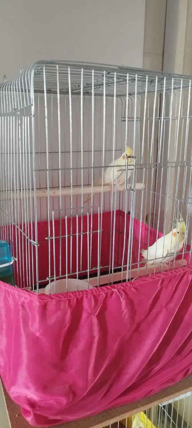 عروس هلندی|پرنده|کرج, فاز ۴ مهرشهر|دیوار