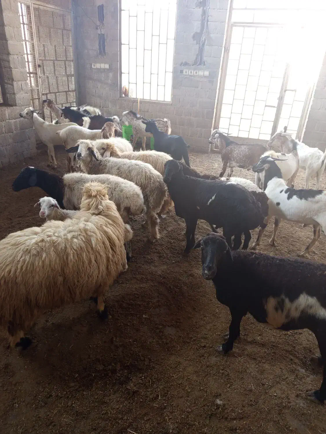 کهره وبره وبزصومال با کهره نر مخصوص داشت|حیوانات مزرعه|قشم, |دیوار