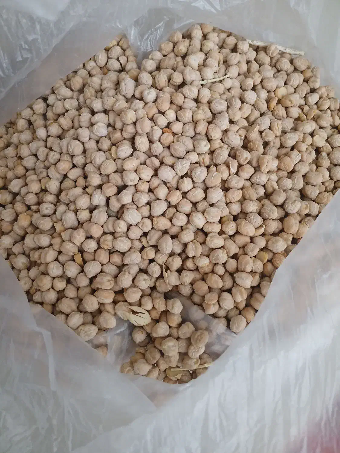 نخود بهار|خوردنی و آشامیدنی|کرمانشاه, |دیوار