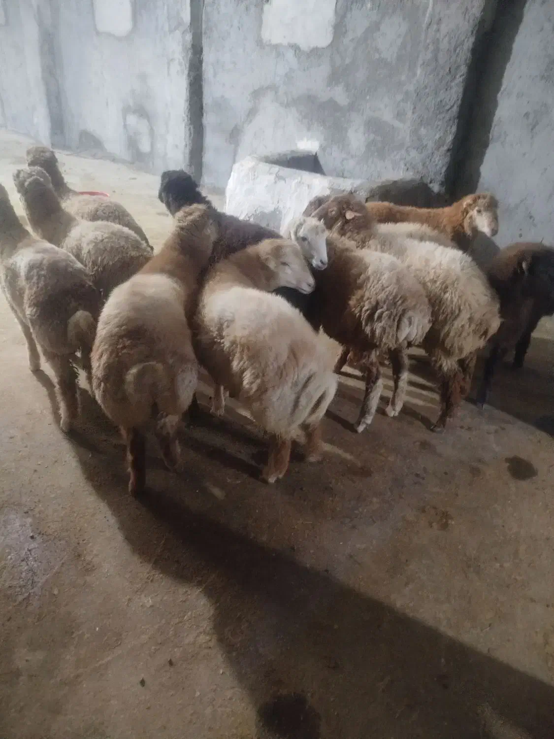 بره نرر پروار و کشتاری مفت|حیوانات مزرعه|بجنورد, |دیوار