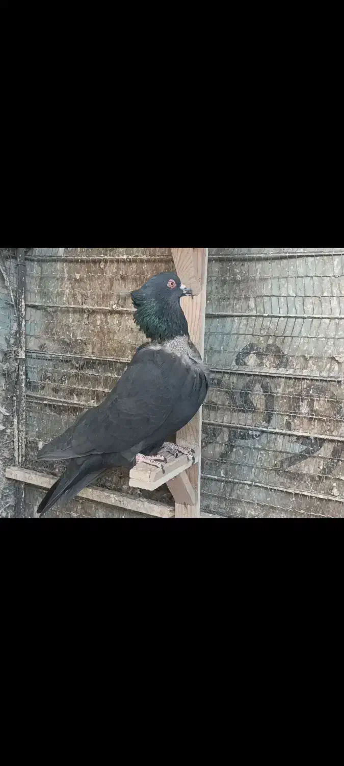 کبوتر کلاغ سیاه پرشی|پرنده|مشهد, تربیت (صدف)|دیوار