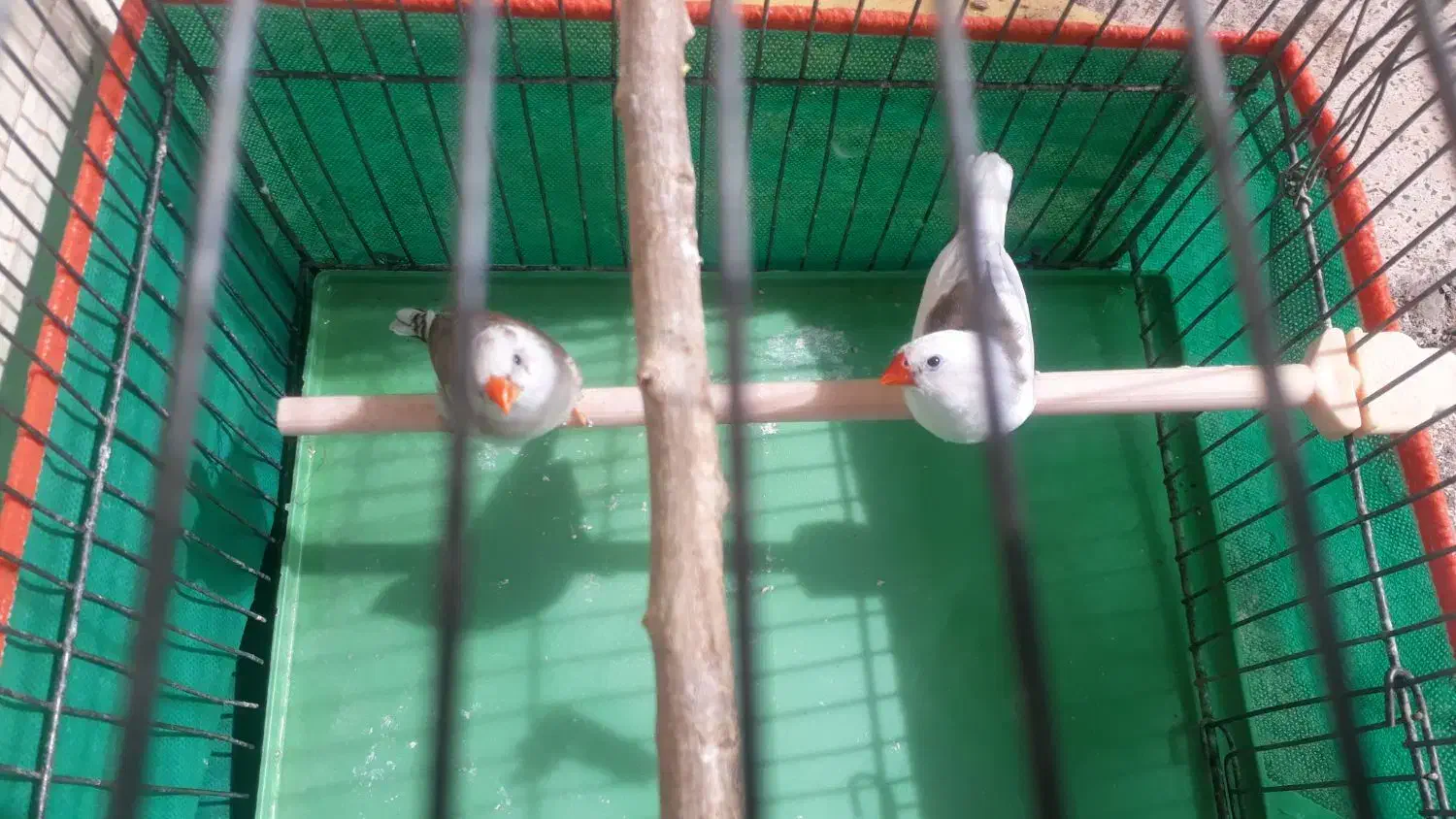 فنچ‌‌مواد|پرنده|کرمان, |دیوار