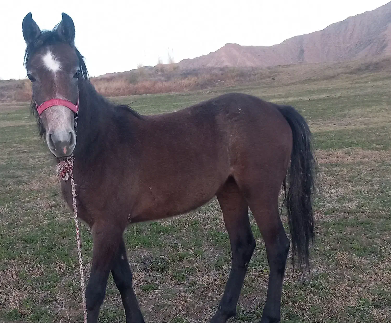 کره اسب مادیون|اسب و تجهیزات اسب‌سواری|دوگنبدان, |دیوار