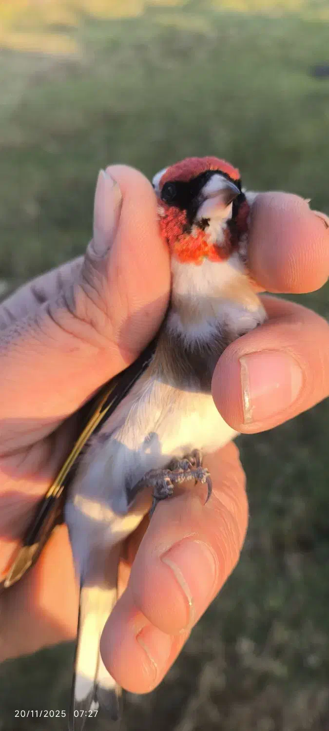 سهره چانه سفید|پرنده|رشت, جهاد|دیوار