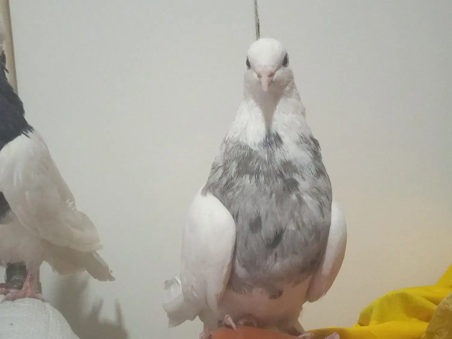 طوقی صرب کفتر سینه کله نقش رنگی|پرنده|خانمیرزا, |دیوار