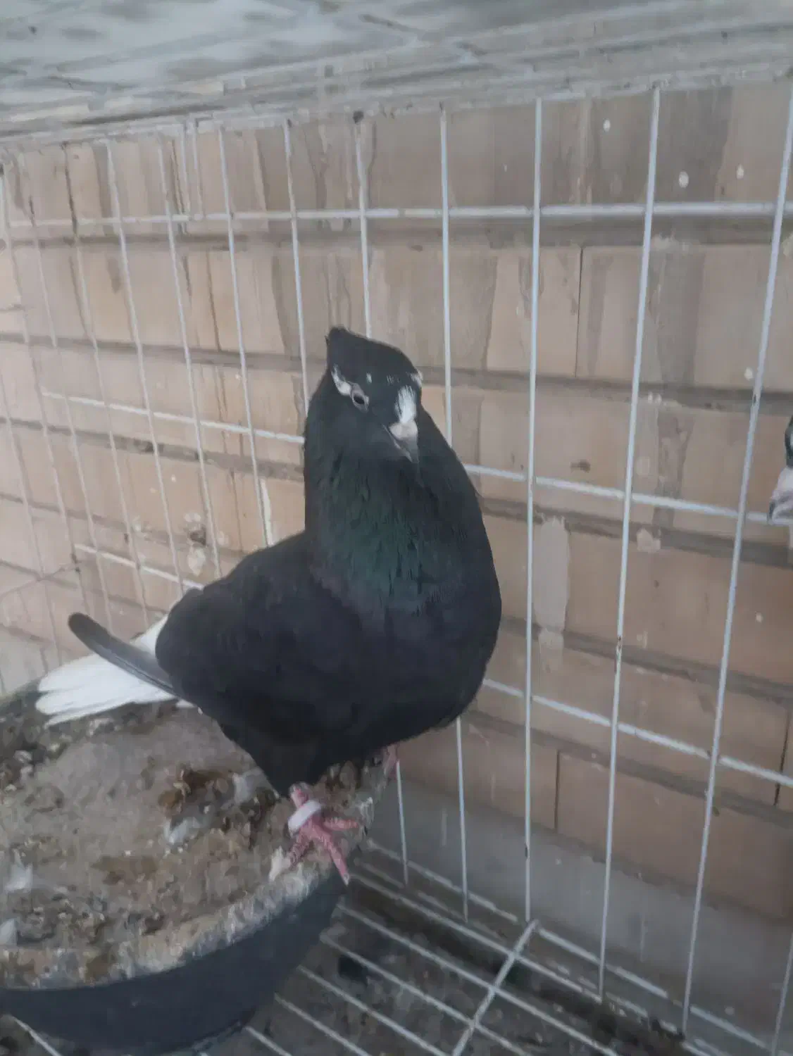 ماده دم سفید با جوجه|پرنده|بندر ماهشهر, |دیوار