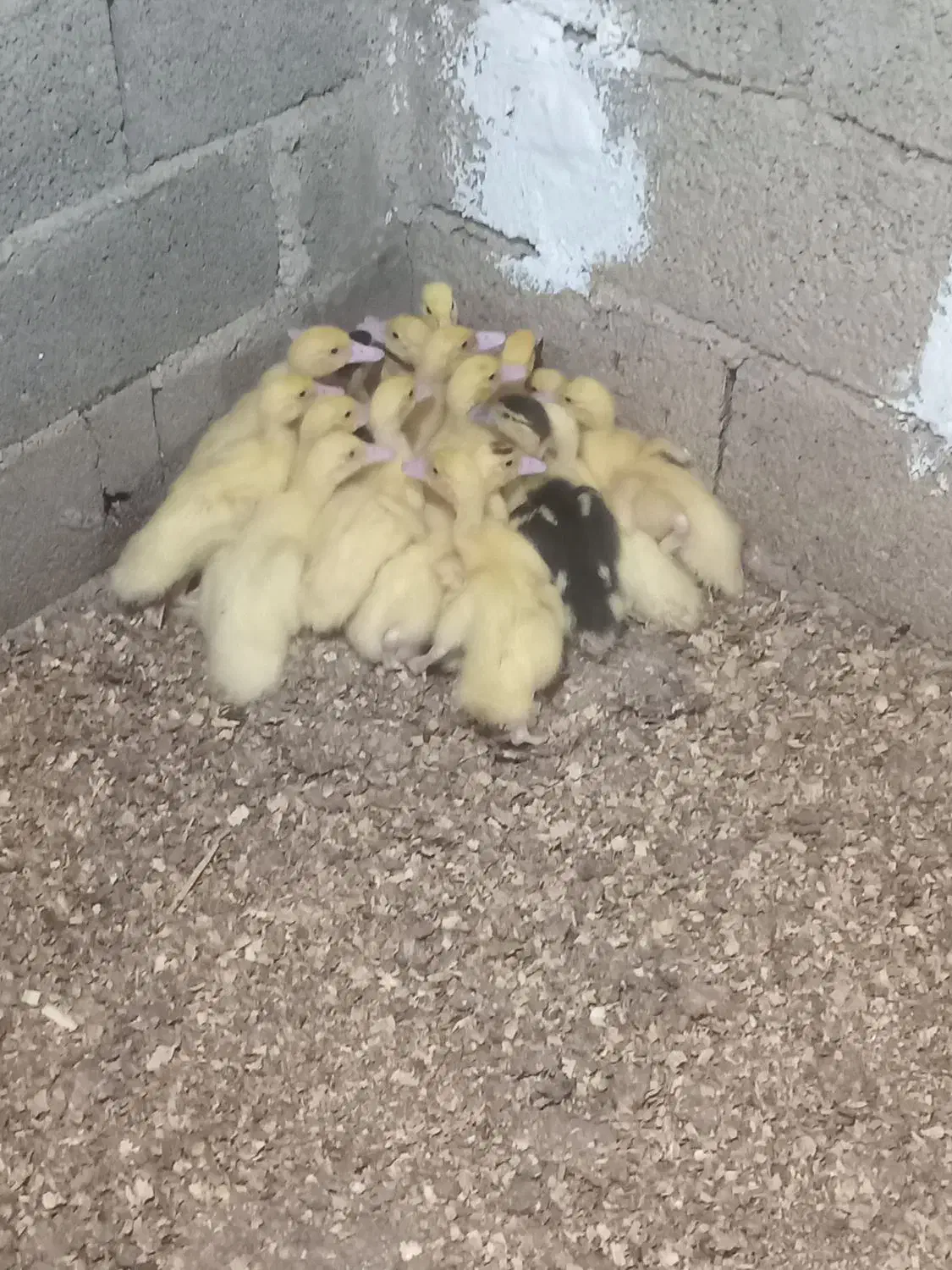 جوجه اردک|حیوانات مزرعه|آکند, |دیوار