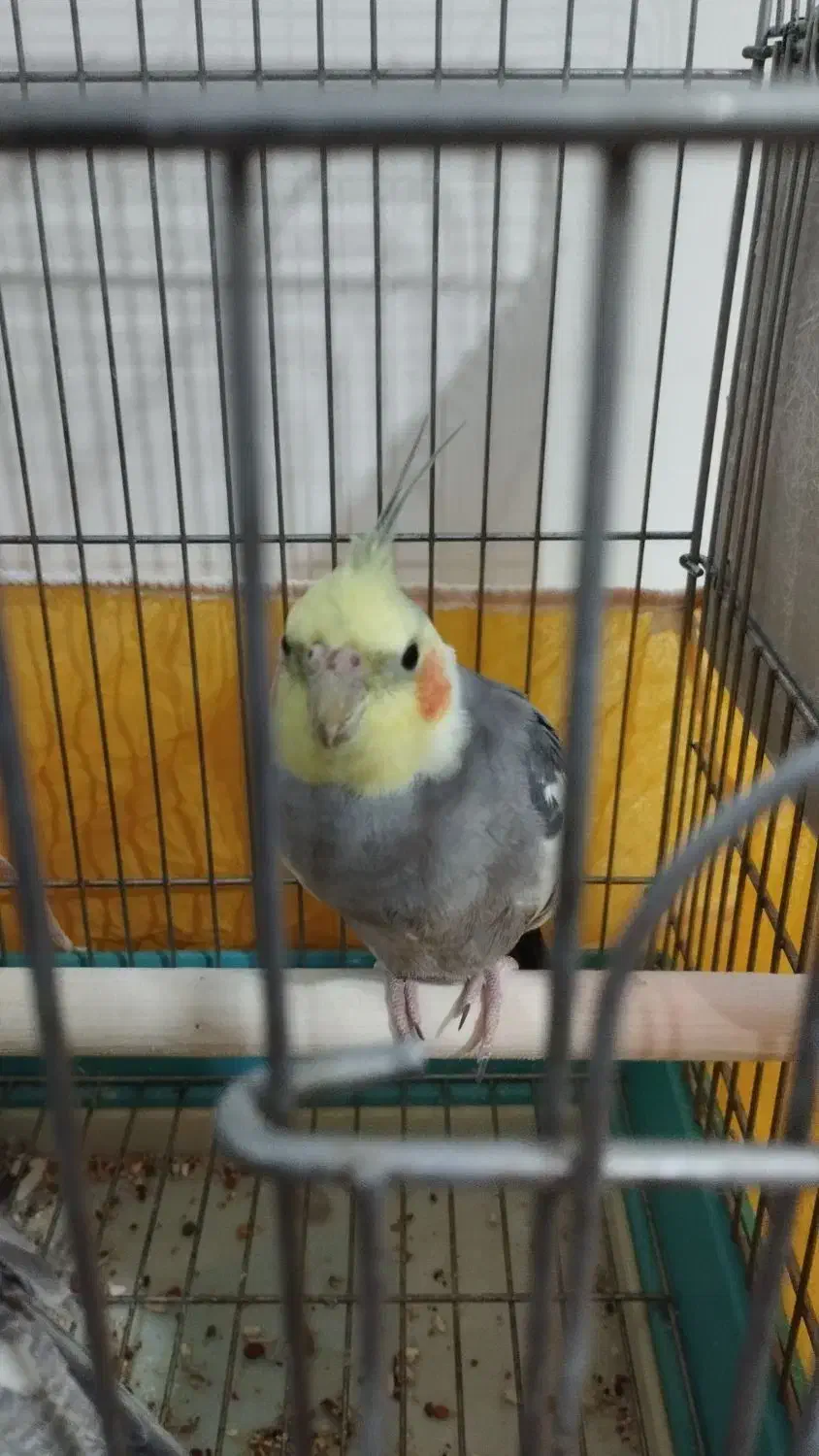 عروس نر یک سال|پرنده|شاهدشهر, |دیوار