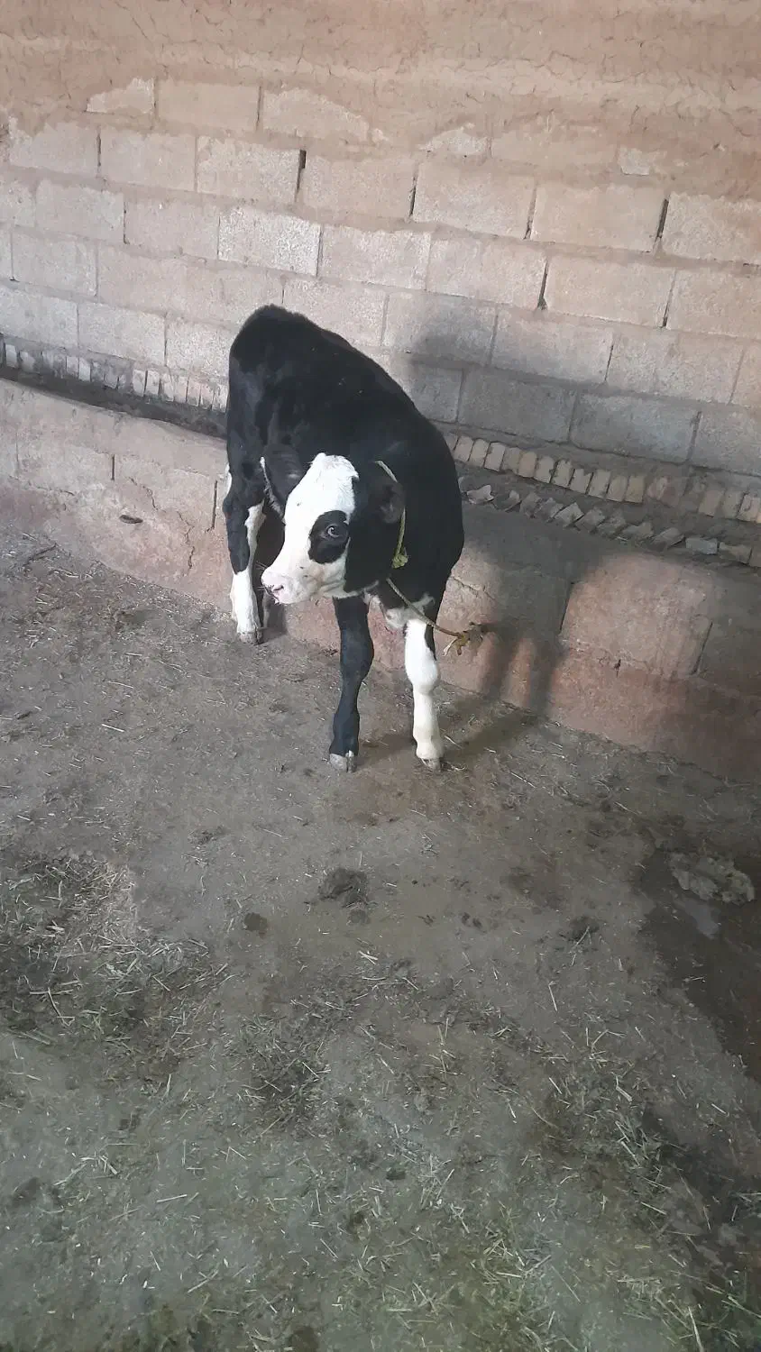 گاو شیری|حیوانات مزرعه|هریس, |دیوار