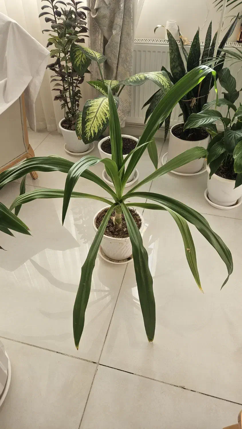 سوسن با گلدان سوفالی|گل و گیاه طبیعی|سیرجان, |دیوار