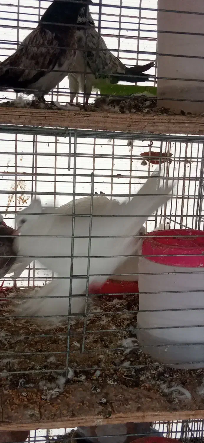 فروش چند طوق کبوتر زینتیی تعدادی کبوتر پرشی گرفتی|پرنده|رودهن, |دیوار