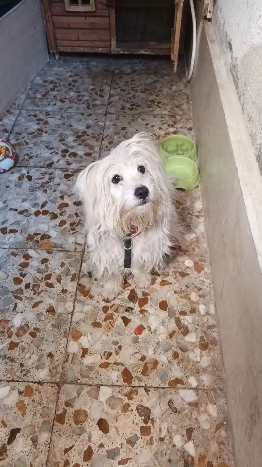 سگ شیتزو - پانی|سگ|رشت, دیلمان|دیوار