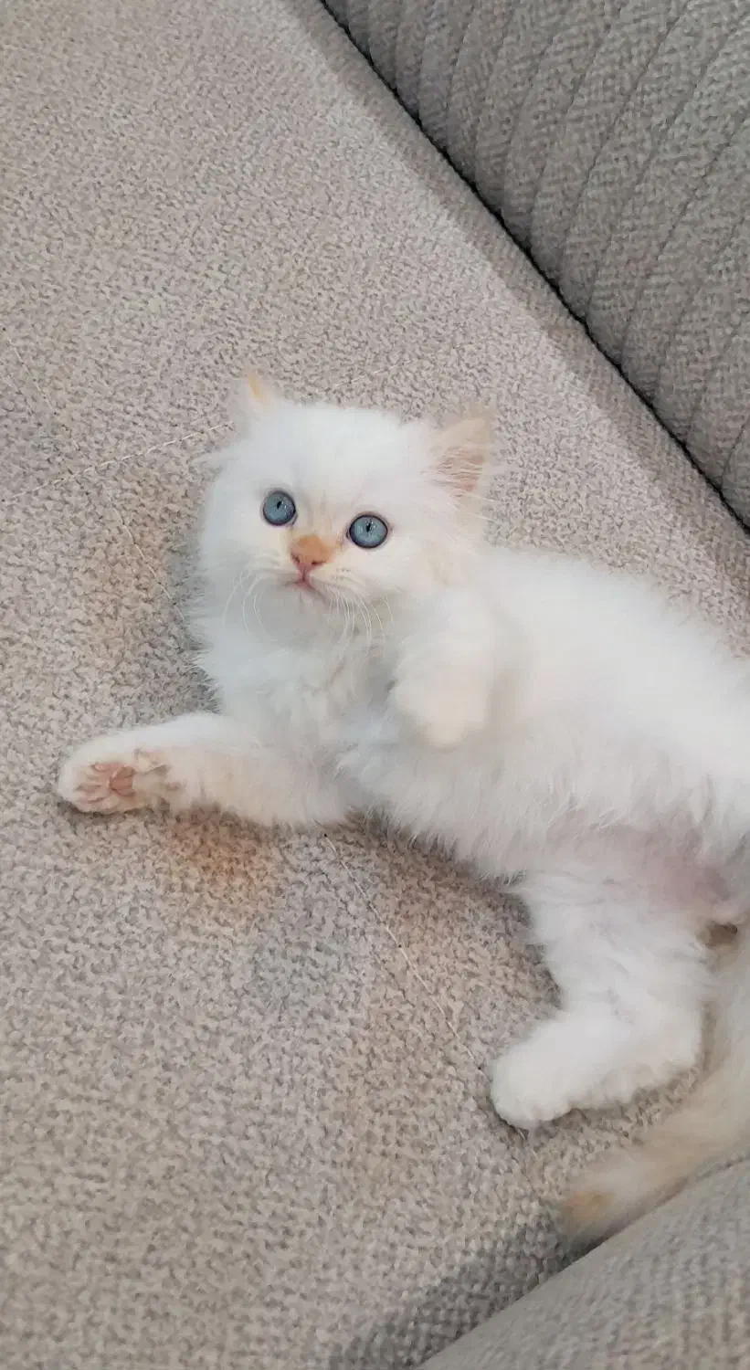 بریتیش‌ لانگ هیر گلد نر دوماهه|گربه|کتالم و سادات شهر, |دیوار