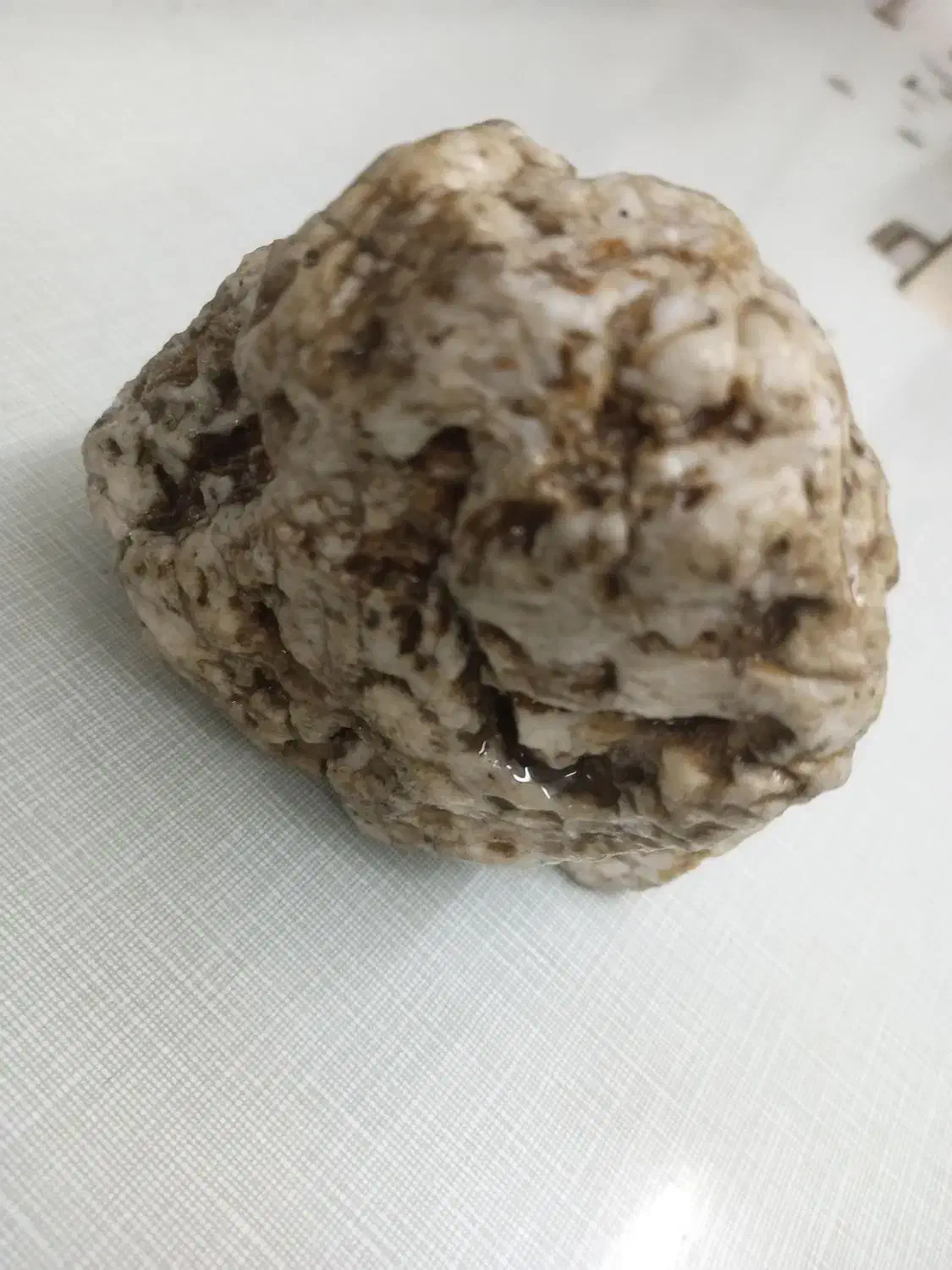 اکواریوم|ماهی|رباط‌کریم, رباط‌کریم|دیوار