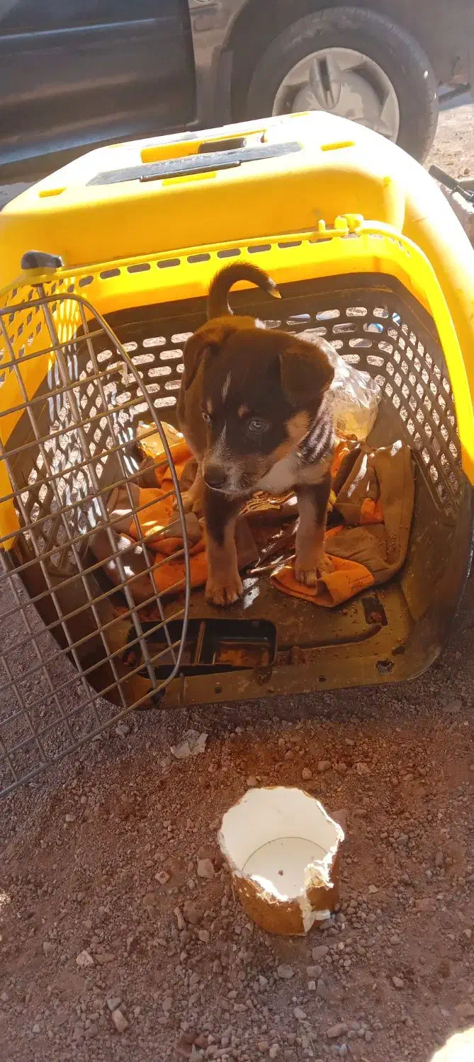 توله سگ شی واوا دوماه،به قیمت خیلی مناسب|سگ|صفادشت, |دیوار