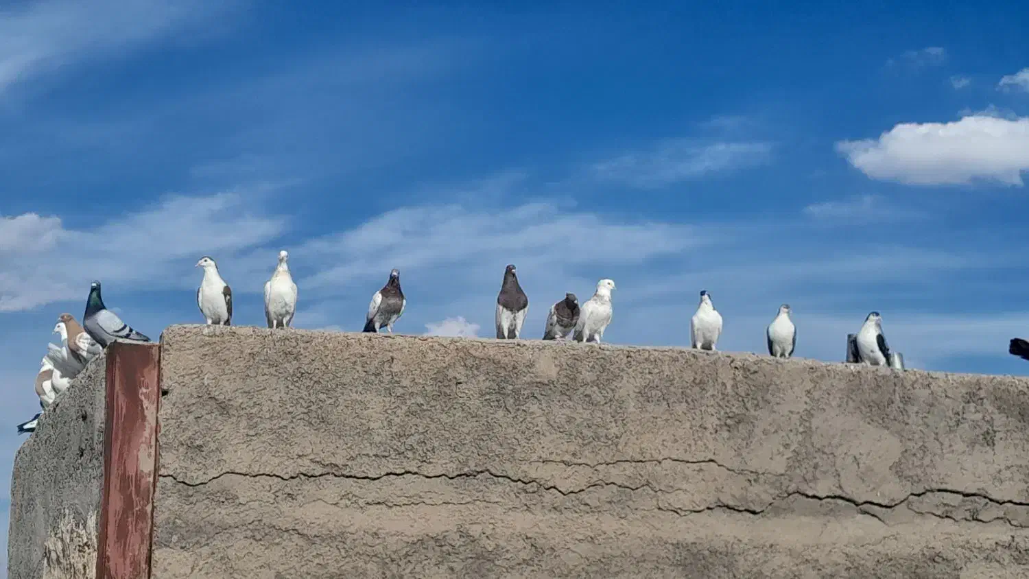 تعدادی کبوتر فروشی|پرنده|مود, |دیوار