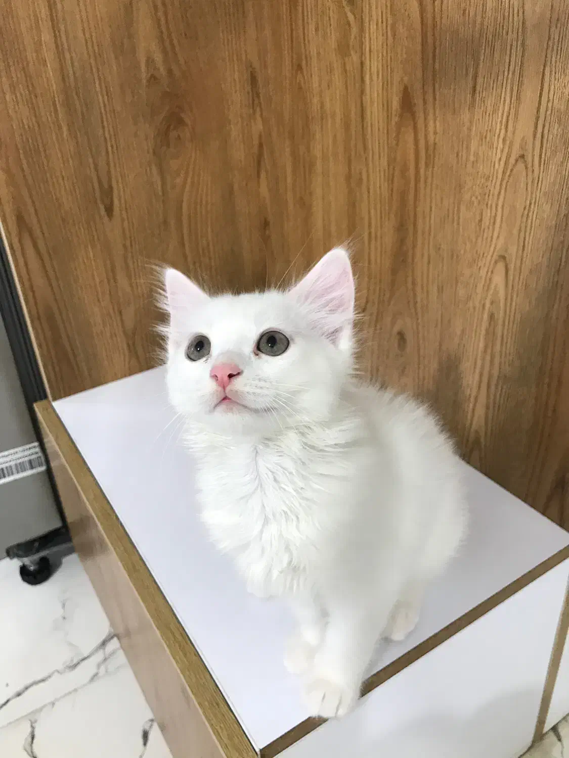 گربه|گربه|گرگان, |دیوار