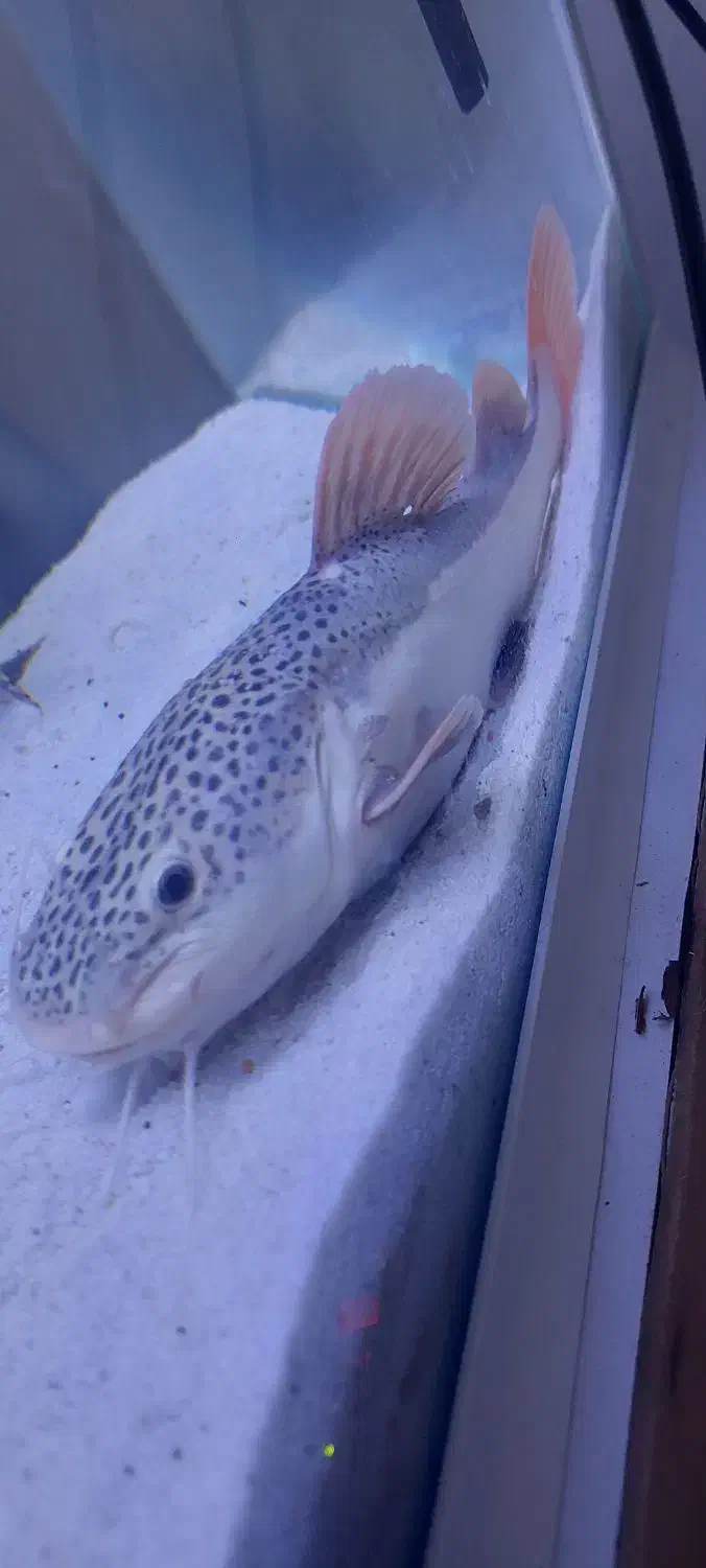 ردتیل ۲۳ سانتی بزرگ|ماهی|بندرعباس, |دیوار