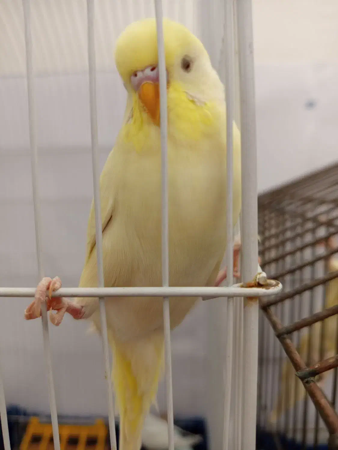 مرغ عشق سخنگو|پرنده|کرمان, |دیوار