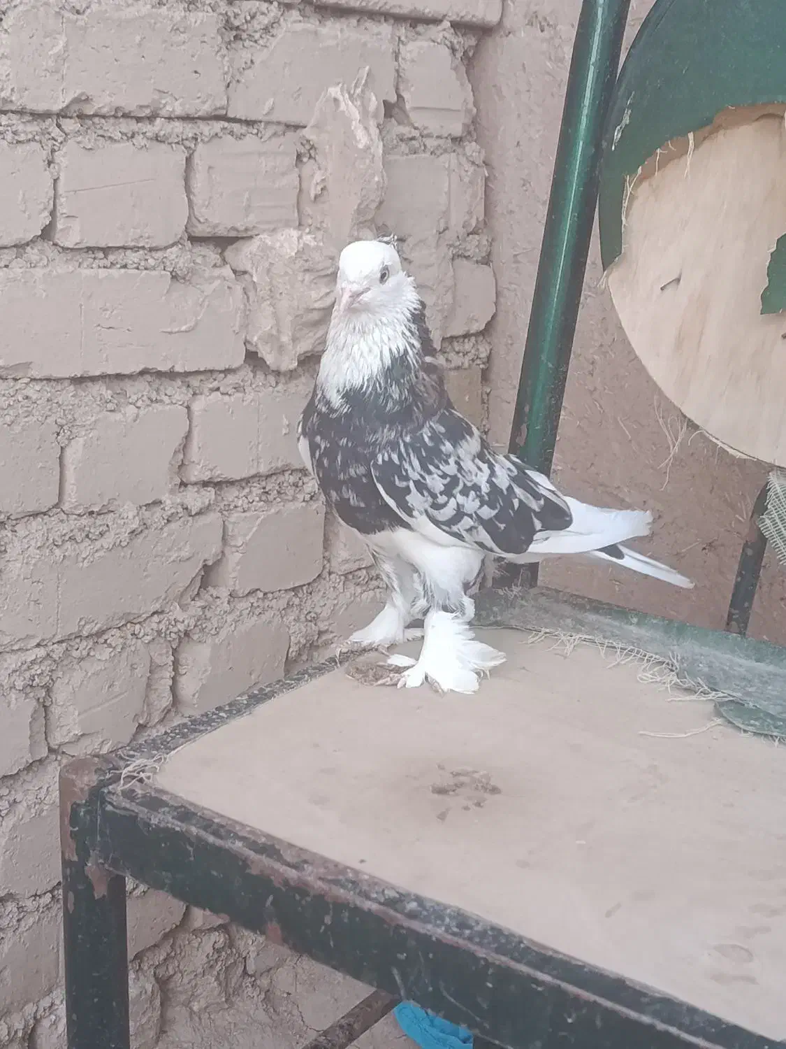 هما|پرنده|بزینه رود, |دیوار