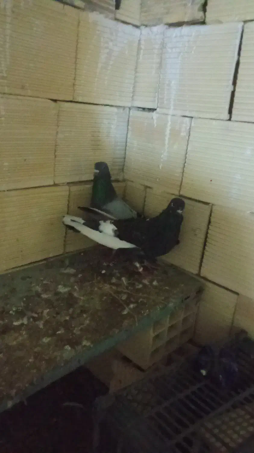 ۱۲عدد کیوتر توقی پرشی دوبر اصل به فروش|پرنده|آستارا, |دیوار