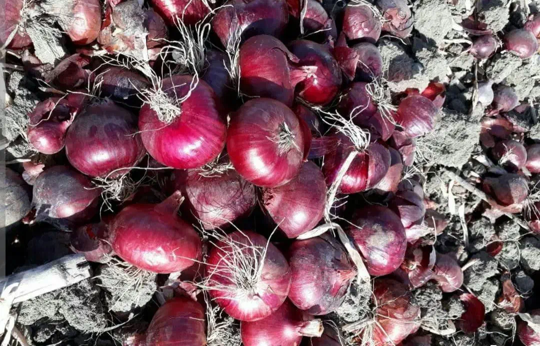 تخم پیاز قرمز بناب تضمینی|گل و گیاه طبیعی|بناب, |دیوار