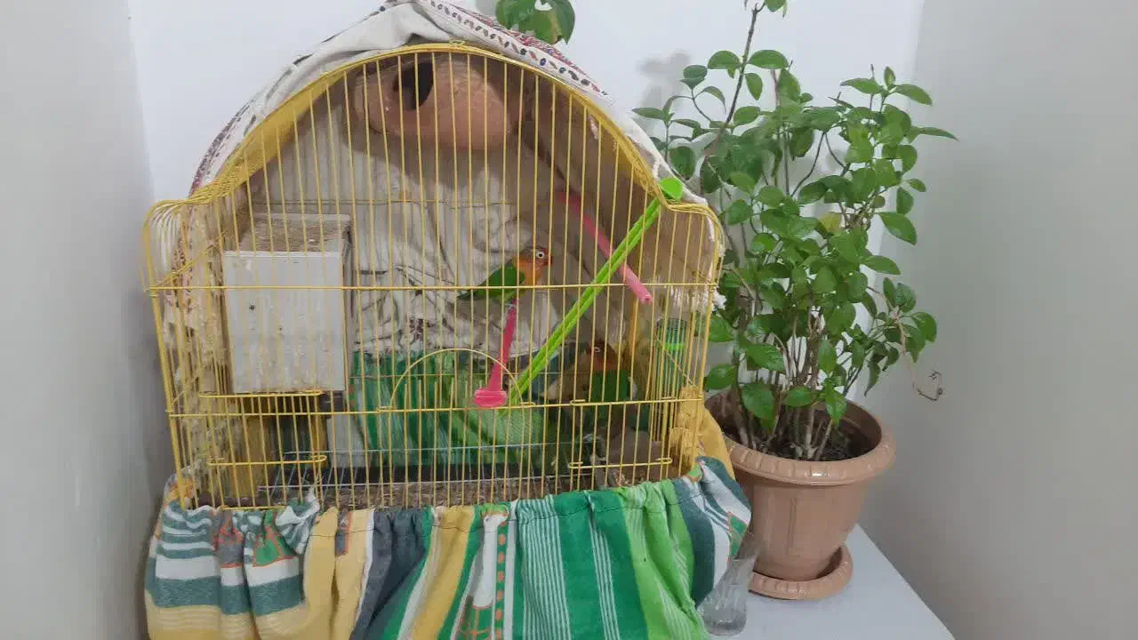 جفت طوطی کوتوله برزیلی با قفس|پرنده|بندرعباس, |دیوار