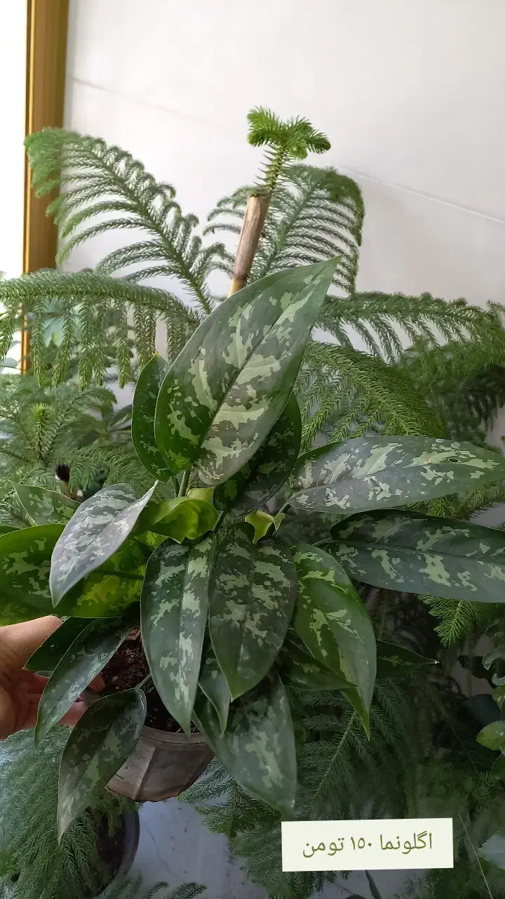 گیاه کاج مطبق|خدمات باغبانی و درختکاری|مراغه, |دیوار