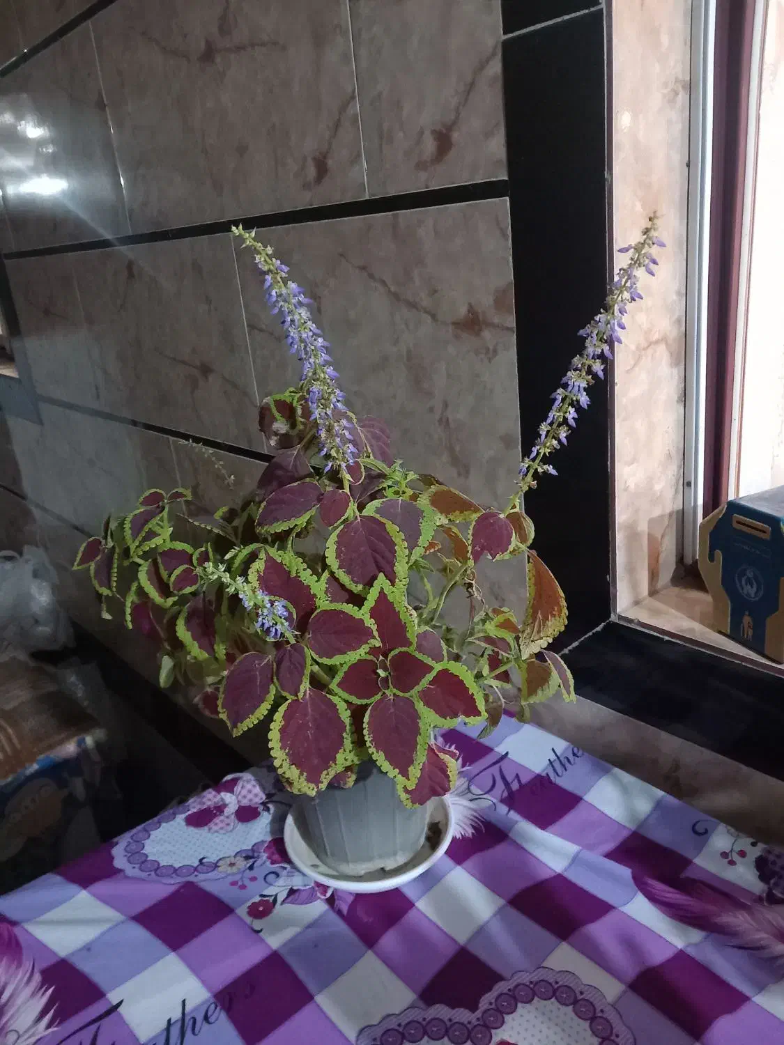 یک عددگل و گلدونش|گل و گیاه طبیعی|زرگرشهر, |دیوار