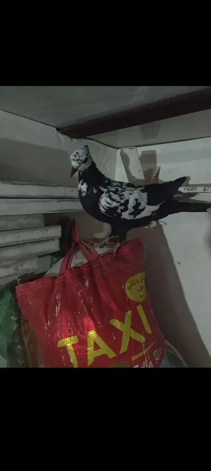 کفتر گمشده گوره|حیوانات|بروجرد, |دیوار