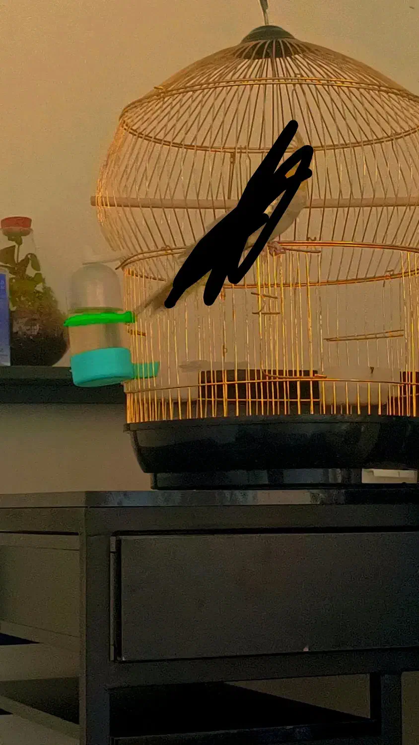 قفس پایه درحد نو|لوازم جانبی حیوانات|بندرعباس, |دیوار