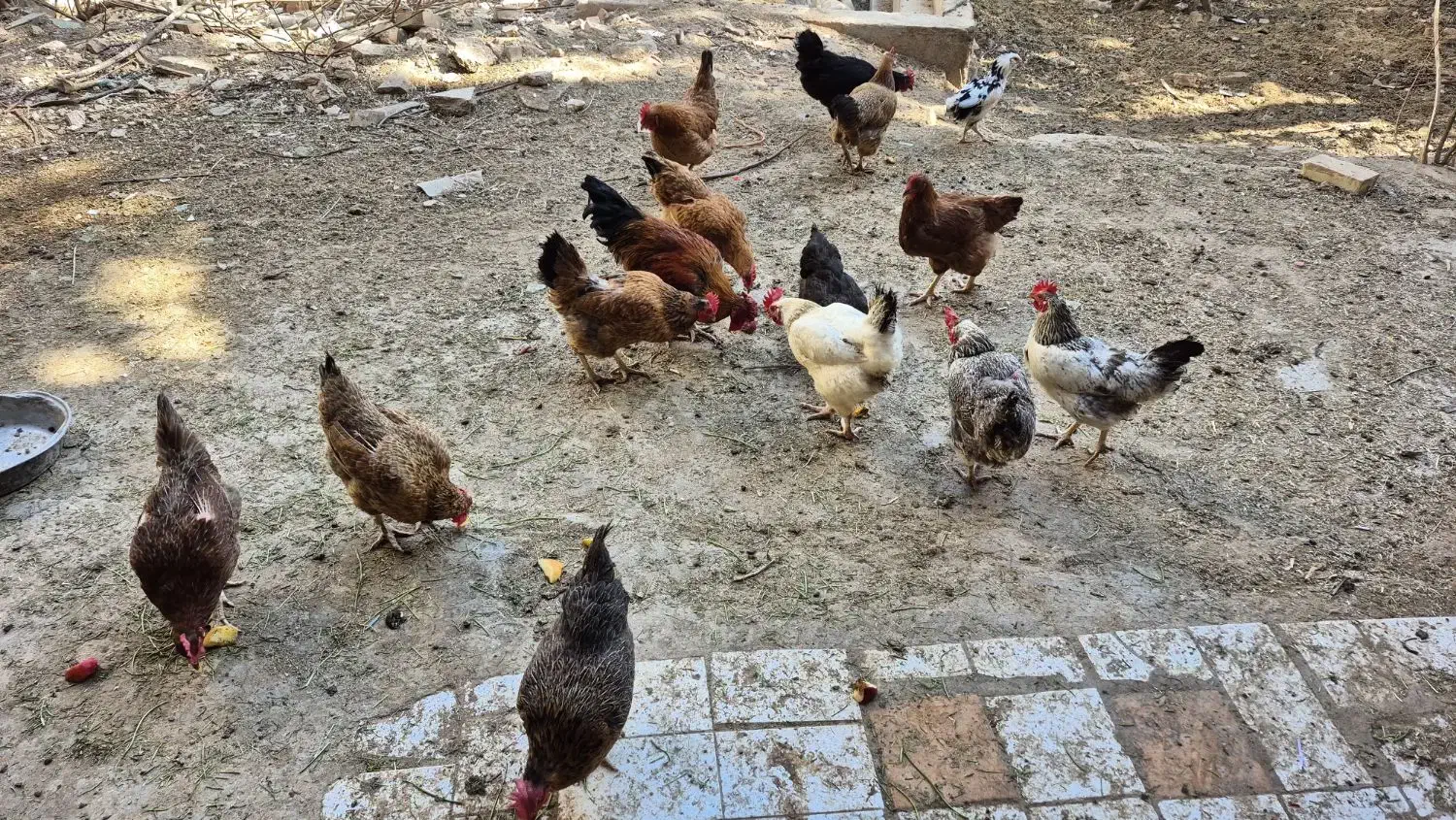 مرغ و خروس محلی|حیوانات مزرعه|مهدی شهر, |دیوار