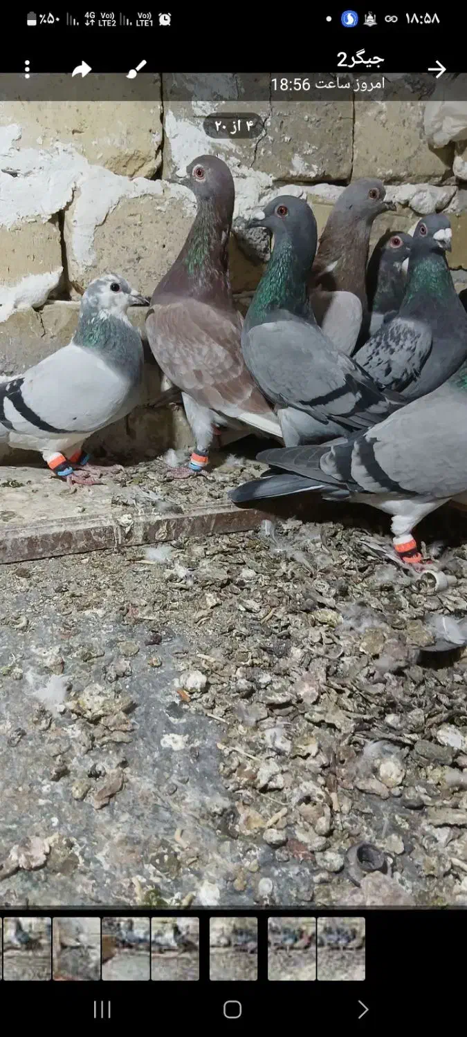 کفترای پلاکی پرنده|پرنده|زاویه, |دیوار