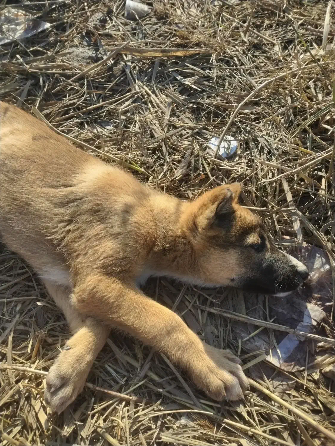 توله سگ محلی|سگ|پارس‌آباد, |دیوار