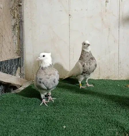 طوقی نسل دار|پرنده|شاهین‌شهر, عطار|دیوار