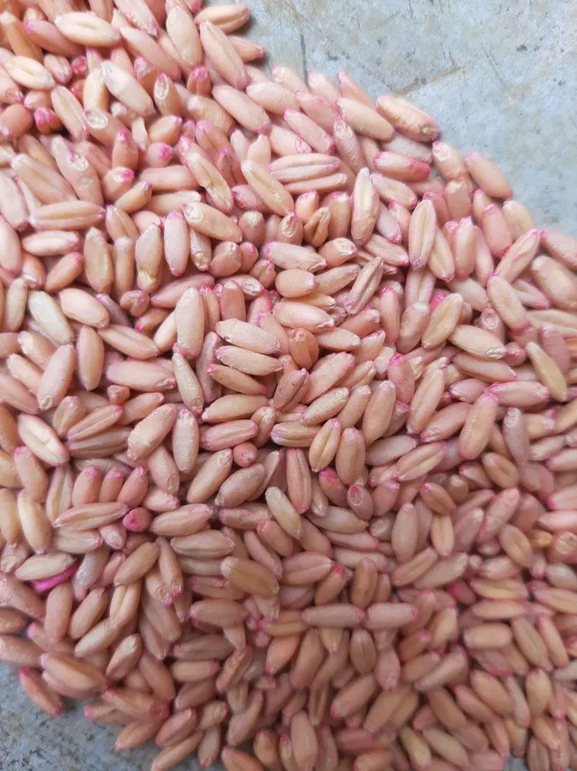 گندم دیم|خوردنی و آشامیدنی|صحنه, |دیوار
