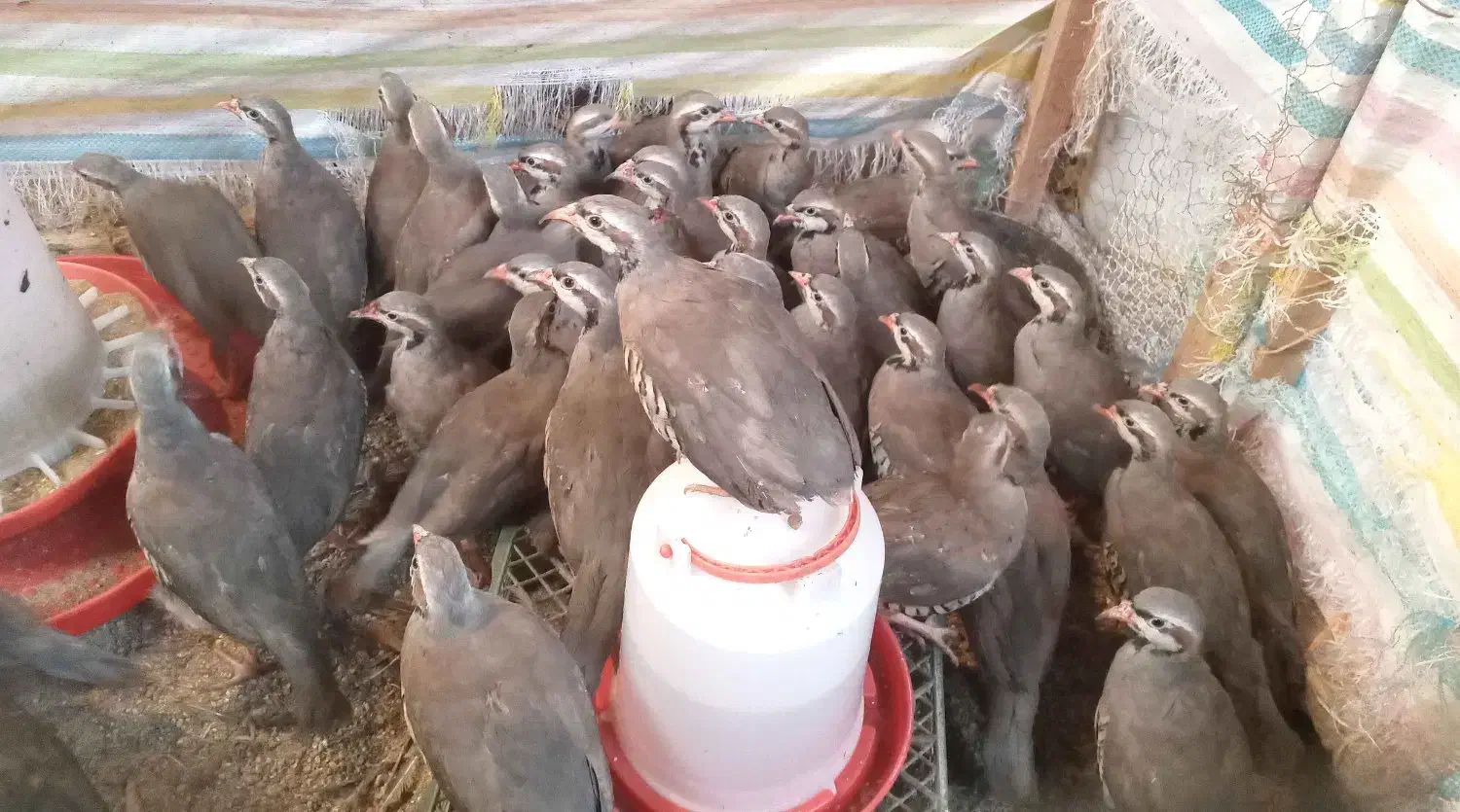 پرنده زینتی 3 ماهه|پرنده|رشت, صفاری|دیوار