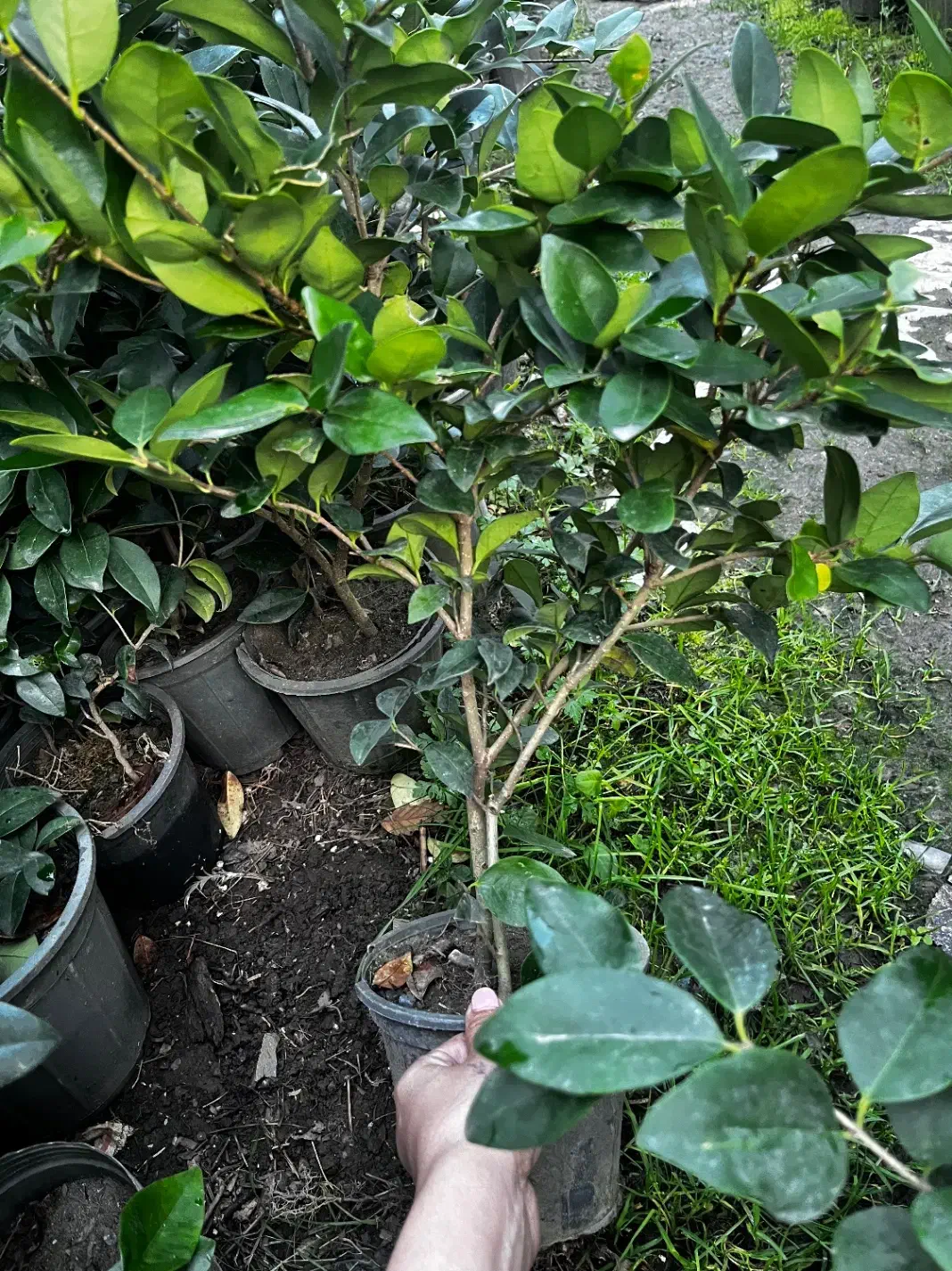 گل یاس گلدانی|گل و گیاه طبیعی|رامسر, |دیوار