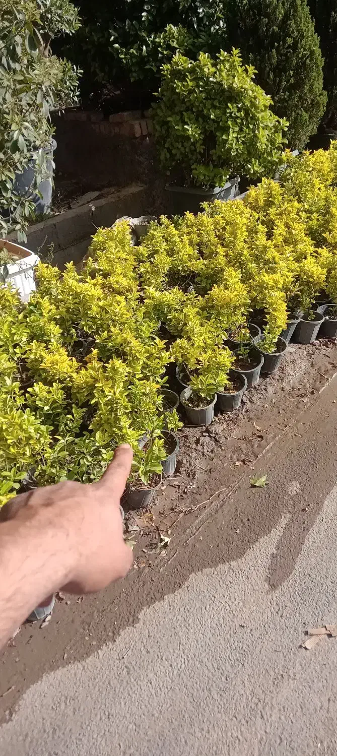 شمشاد طلایی ۱۹هزار|گل و گیاه طبیعی|ملارد, |دیوار