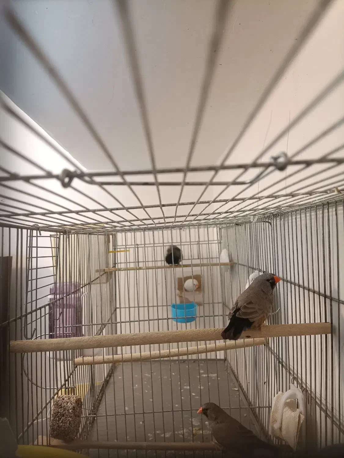 فنج شارکول ایمو پاستیلی اروپایی بنگالی و مصری|پرنده|صدرا-فارس, فاز ۱|دیوار