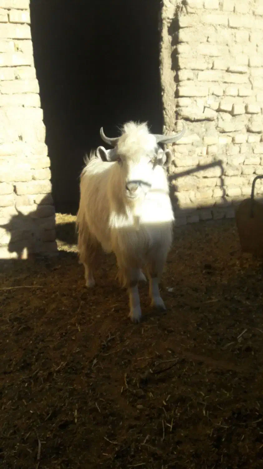 بزغاله نر|حیوانات مزرعه|قائن, |دیوار