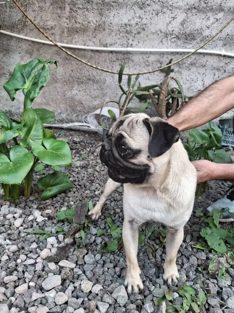 سگ پاگ|سگ|رشت, یخسازی|دیوار