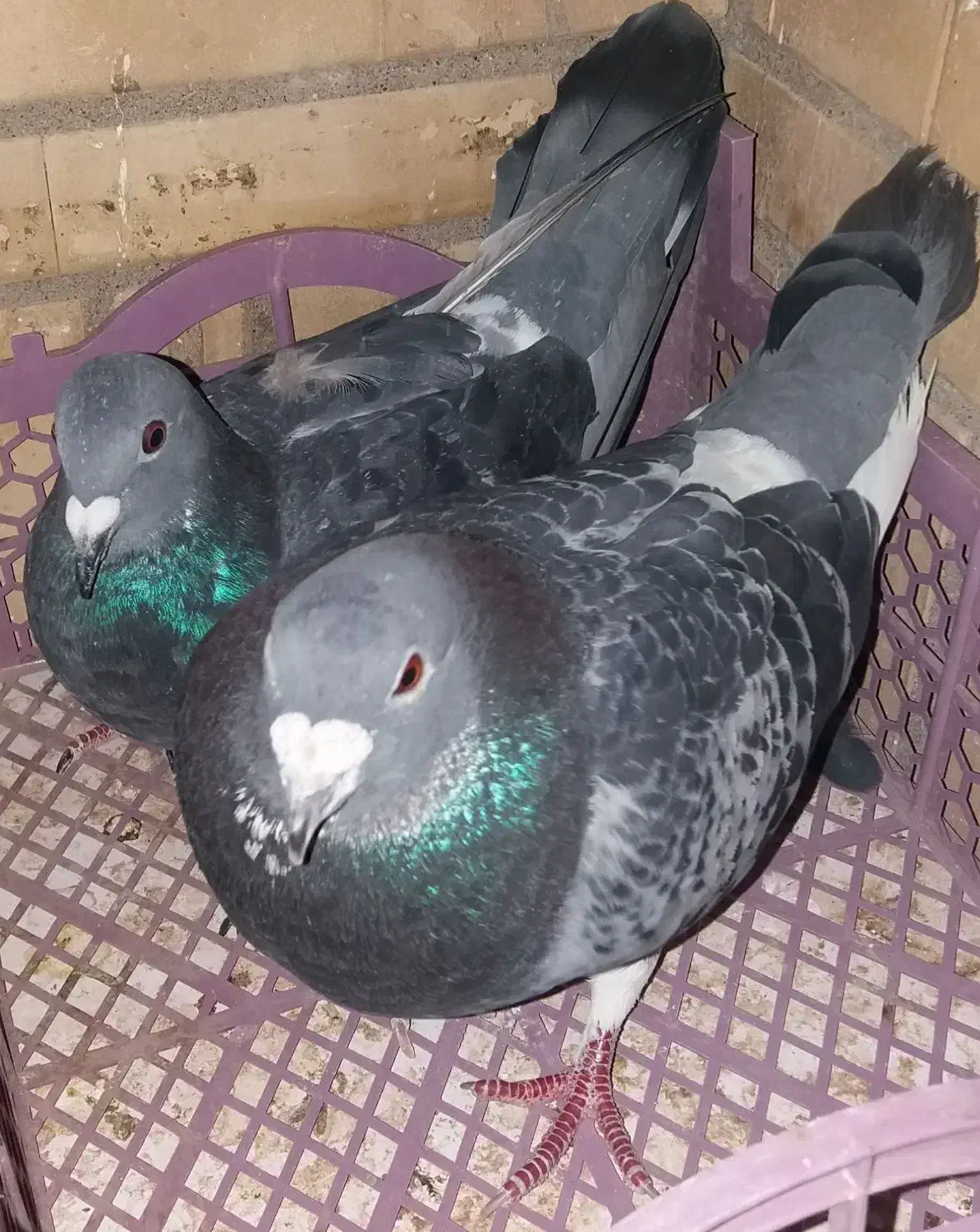 دو جفت دورگ و پلاکی(حمال)|پرنده|شوشتر, |دیوار