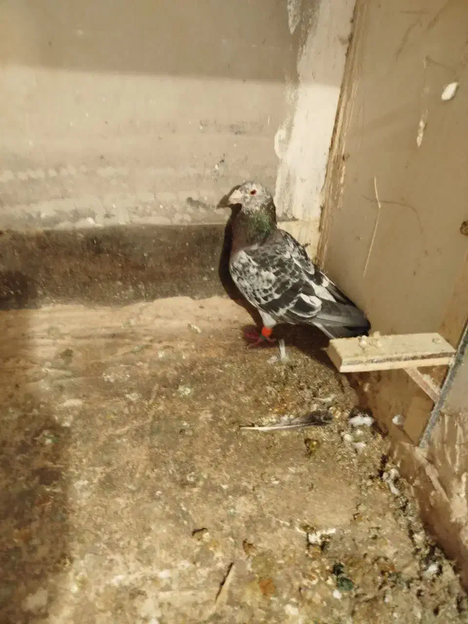 کفتر|پرنده|گلبهار, شهر جدید گلبهار|دیوار